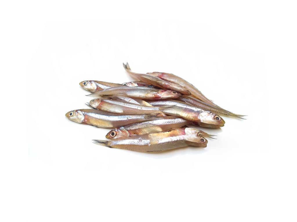 ANCHOVY  / NETHOLI നെത്തോലി (L)